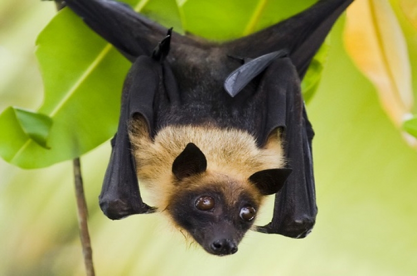 bat