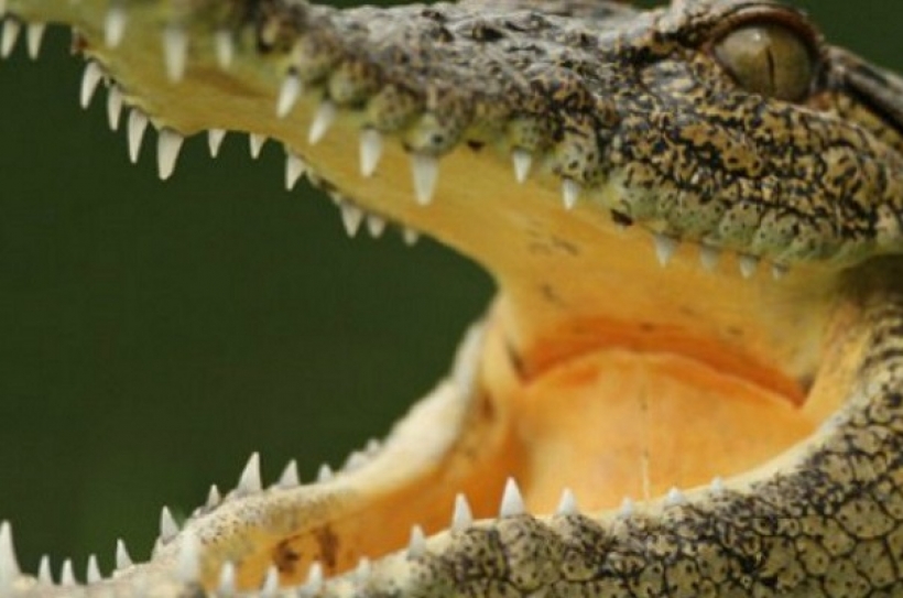 crocodile2