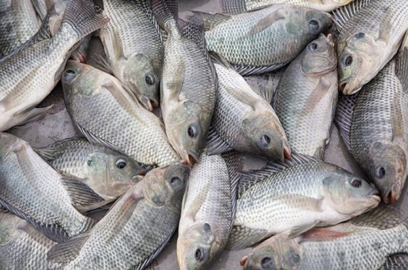 tilapia