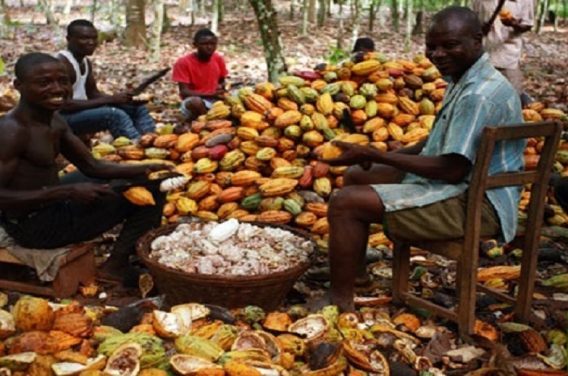 Cocoa-farmers