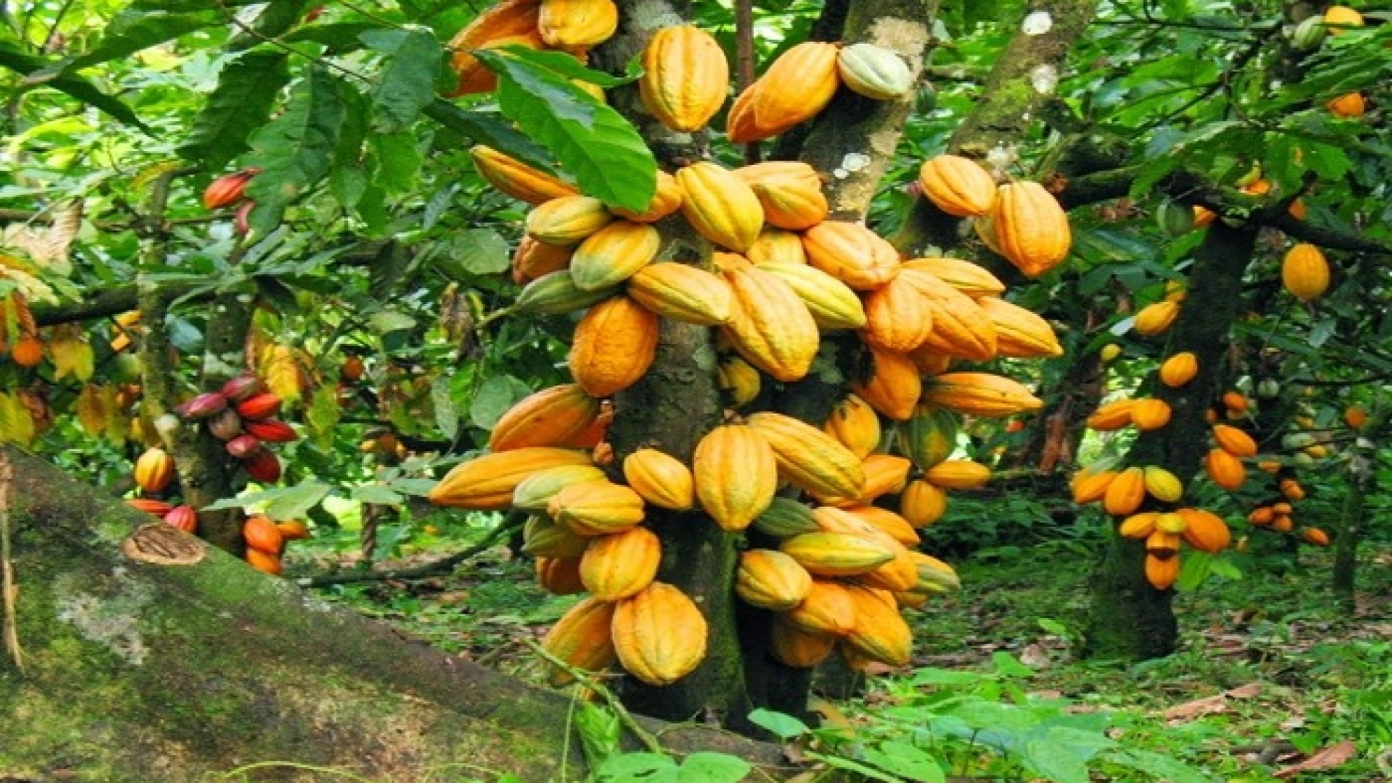 cocoa-ghana (1)